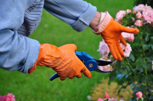 Local arborist carrying out sectional dismantling of a tree