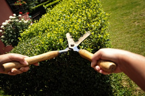Tree surgeons Hounslow providing safe and skilled tree management